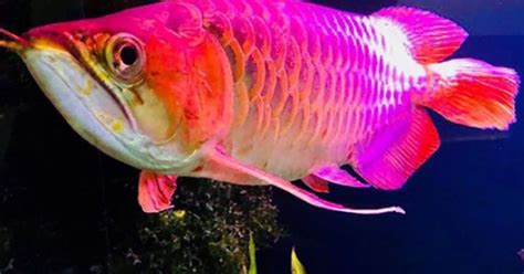 Arti Dan Makna Mimpi Melihat Ikan Arwana Menurut Primbon Jawa Dan Hot
