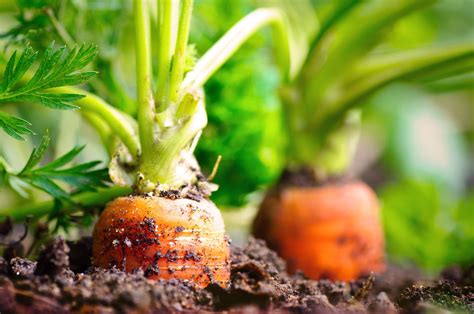 11 Easy Vegetables To Grow For Beginners That Will Produce All Summer Long