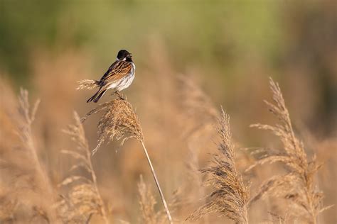 Common Reed Bunting Emberiza Schoeniclus Potrzos Schoen Flickr