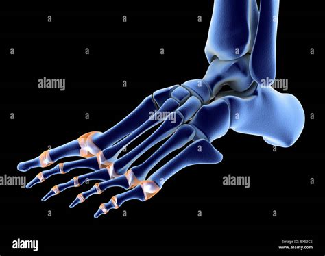 Esqueleto De Pies Fotografías E Imágenes De Alta Resolución Alamy
