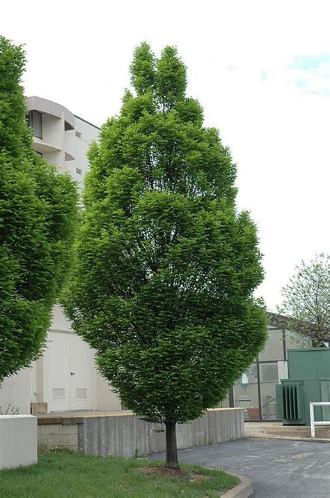 Hornbeam Columnar Fastigiata Shade Trees Trees Plants Flowers Niemeyer S Landscape
