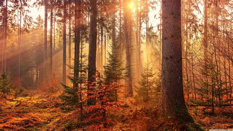 Free Download Autumn Forest Path 4k Hd Desktop Wallpaper For 4k Ultra