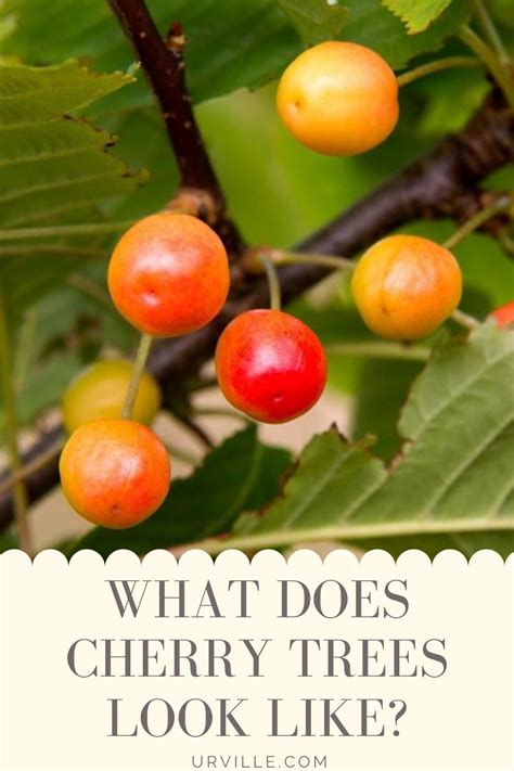 Like other varieties, you know this fruit is fully. What does Cherry Trees Look Like? | Cherry seeds, Fruit ...