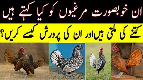 Sebright Chicken Breed Documentary Birds Society Youtube