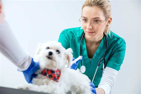 Your Guide To A Career As A Veterinary Nurse Or Assistant