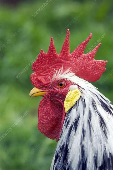 Rooster is a song by the american rock band alice in chains, featured on their second studio album, dirt (1992), and released as the fourth single from the album on february 22, 1993. Rooster's head - Stock Image - E764/0443 - Science Photo ...
