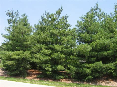 Eastern White Pine Tree Seeds Pinus Strobus Fast Growing