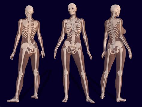 Female Vs Male Skeleton