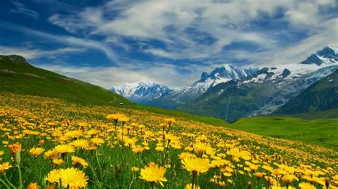 Hd 1080p Nature Scenery Video Royalty Free Flowers Mountains
