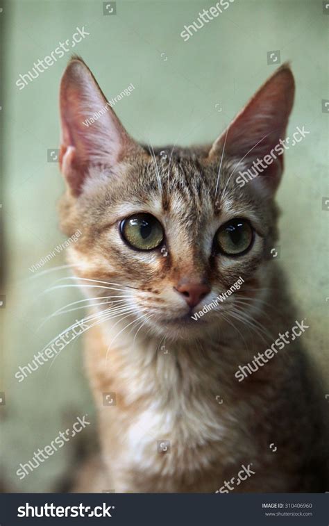 Arabian Wildcat Felis Silvestris Gordoni Known Stock Photo 310406960