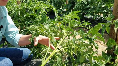 How To Prune Indeterminate Tomatoes To A Double Leader System Youtube