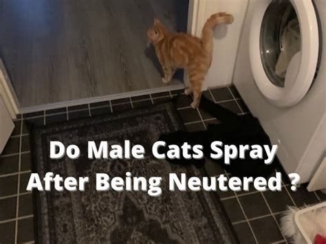 Do Male Cats Spray After Being Neutered How To Stop Your Cat From Spraying