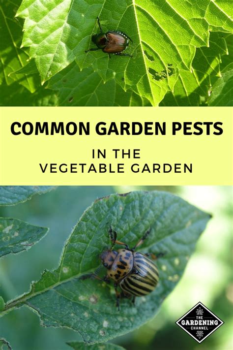 Protect your vegetable plot from these pesky invaders. Common Garden Pests Found in the Vegetable Garden | Garden ...