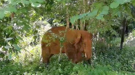 One Of Chinas Wandering Elephants Is Returned To Reserve