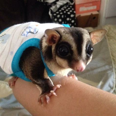 My Lovely Sugar Glider Sugar Glider Cute Baby Animals Animals