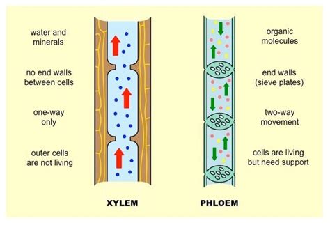 Movement Of Sucrose Through Phloem Tissue Is Best Described As