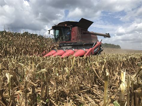 Farmers Busy Harvesting Corn