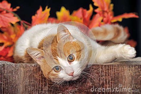Beautiful Cat And Autumn Foliage Royalty Free Stock Photos