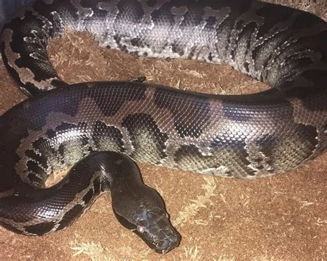 Python Curtus Fakta Føde Habitat Og Billeder På Animaliabio