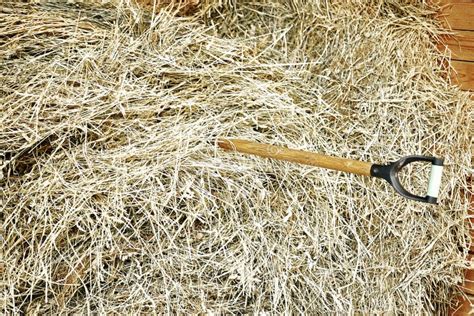 Hay In The Stable Farm Cattle Breeding Stock Image Image Of Autumn