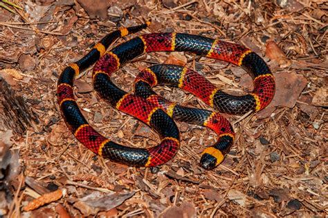 Eastern Coral Snake Micrurus Fulvius Harmony Animal Hospital