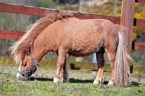 Miniature Horse Basics Small Size Big Responsibility The Horse