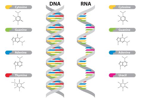 Vetores De Dna E Rna Dna E Rna Ácido Nucleico Laboratórios De Ciências