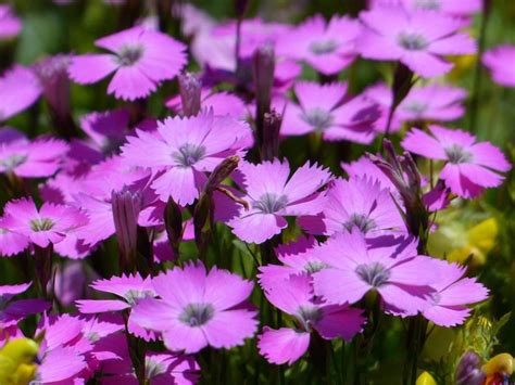 Dianthus: How to Grow and Care Dazzling Dianthus Flowers