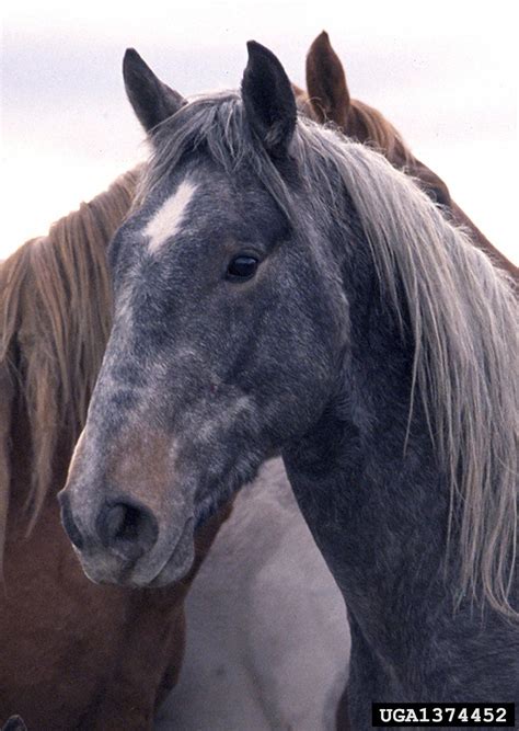 Horse Feral Equus Caballus Feral Type