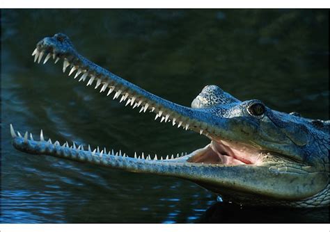 Poster Print Indian Gharial Gavialis Gangeticus Close Up Captive