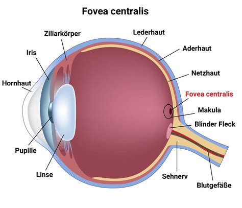 Fovea Centralis Histology