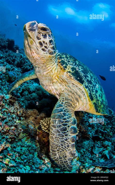 Green Sea Turtle Chelonia Mydas Rests On A Coral Reef Sipadan Island