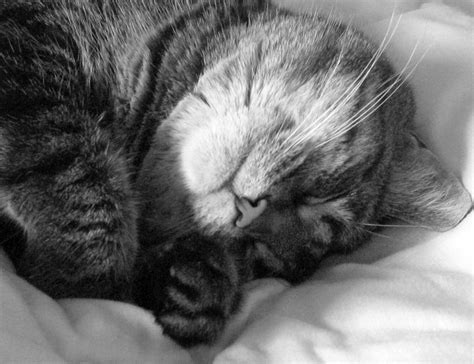 Filesleeping Cat In Black And White