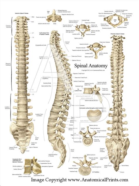 Chiropractic Spine Diagram