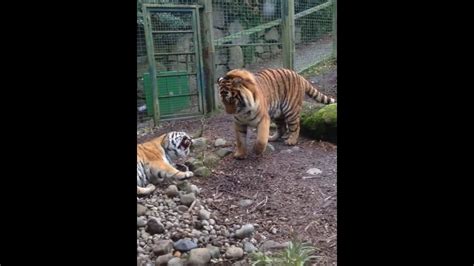 Tiger Fight In Dublin Zoo Youtube