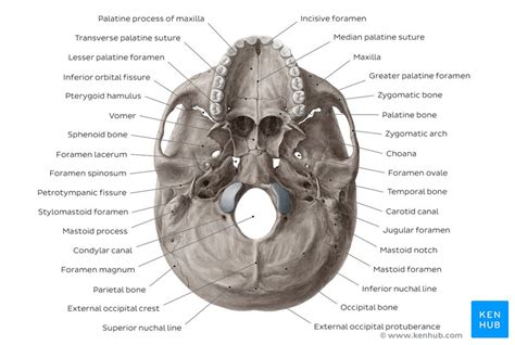 Inferior View Of The Base Of The Skull Anatomy Kenhub