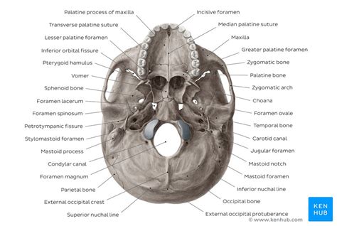 The skull also includes cartilage (put your finger on the tip of your nose and wiggle it) and ligaments (open and close your mouth if you want to use them). Inferior view of the base of the skull: Anatomy | Kenhub