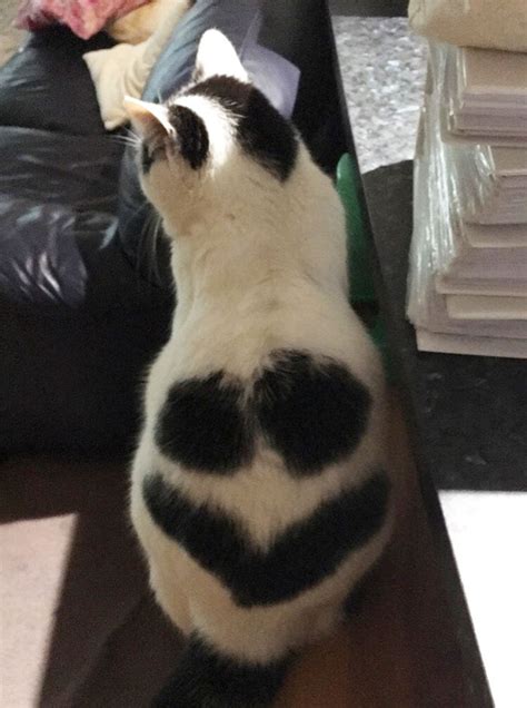 246 Cats With The Craziest Fur Markings Ever Bored Panda