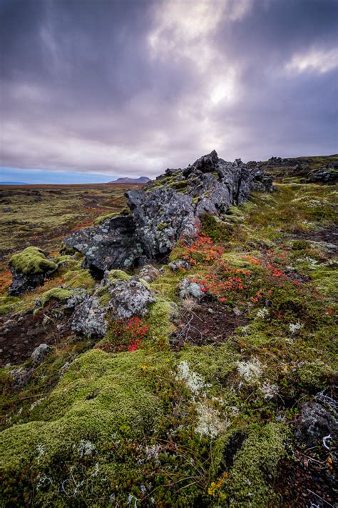 Anne Mckinnell Photography — Berserker Lava Field Iceland
