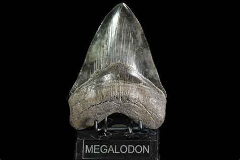 Huge 604 Fossil Megalodon Tooth Georgia 75801 For Sale