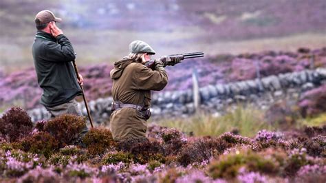 Grouse Shooting Labour Calls For Review Amid Habitat Concerns Bbc News