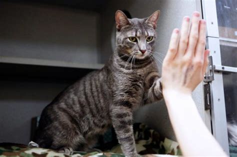Cat Pawsitive Initiative Enriches Life For Shelter Cats The Conscious Cat