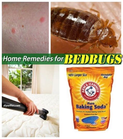 Does Flea Spray Get Rid Of Bed Bugs
