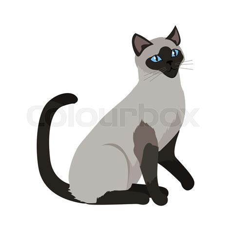 Siamese Cat Vector Flat Design Illustration Stock Vector Colourbox