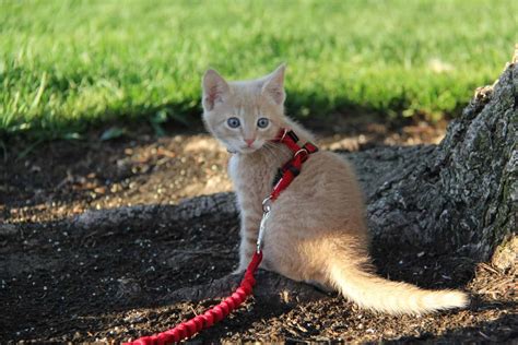 After you have decided to move with your cat and you don't mind being laughed at, the next thing to consider is the type of harness you want to buy along with the type of leash. Choosing the Best Cat Harness | GoPetFriendly.com ...