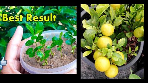 How To Grow Lemon Tree From Seed Gardenhome Youtube