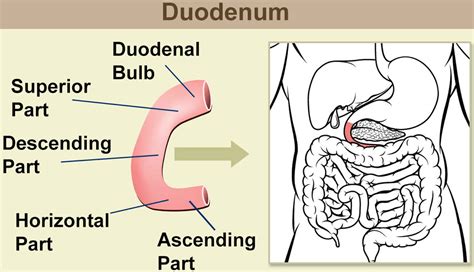 Duodenum Anatomy Parts Location Duodenum Function Problems
