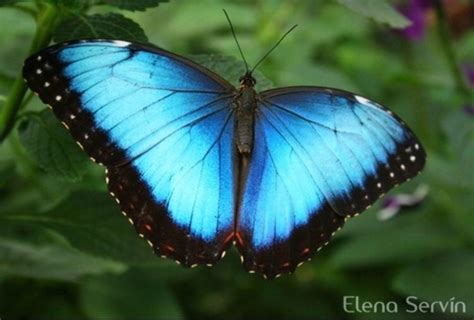 Mariposa Morfo Azul Común Sureña Morpho Helenor Subsp Octavia