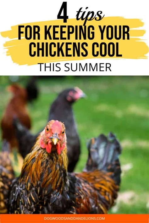 Your modern vehicle is equipped with a. How To Keep Chickens Cool In The Summer in 2020 | Chickens ...