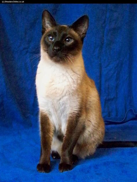 Siamese Breeders In The Uk Click Image To View Profile Chats